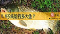 0.8子线能钓多大鱼?