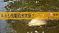 《0.6子线能钓多大鱼？》封面图