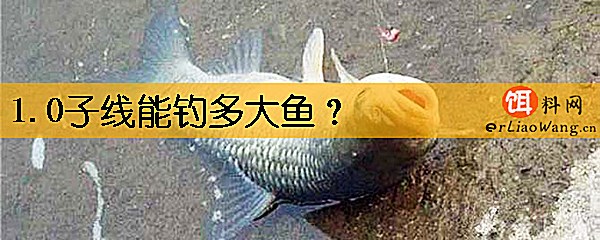 1.0子线能钓多大鱼