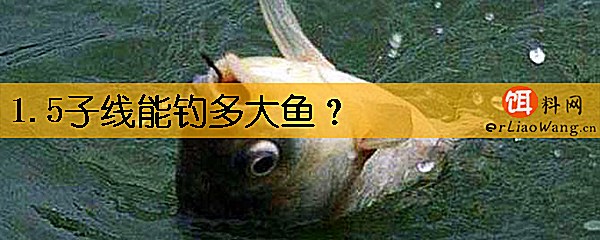 1.5子线能钓多大鱼