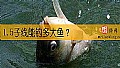 1.5子线能钓多大鱼？