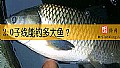 《2.0子线能钓多大鱼？》封面图
