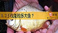 《0.2子线能钓多大鱼？》封面图