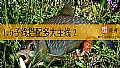 《1.5子线搭配多大主线?》封面图