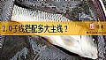 《2.0子线搭配多大主线?》封面图