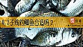 《0.2子线钓鲫鱼合适吗?》封面图