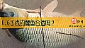 0.6子线钓鲤鱼合适吗？