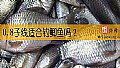 0.8子线适合钓鲫鱼吗？