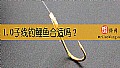 《1.0子线钓鲤鱼合适吗?》封面图