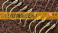 《1.2子线钓鲤鱼合适吗?》封面图