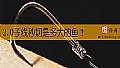 《2.0子线秒切是多大的鱼？》封面图