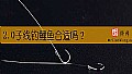 2.0子线钓鲤鱼合适吗?
