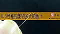 《0.5号袖钩能钓多大的鱼？》封面图