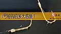 《1号袖钩钓多大的鱼？》封面图
