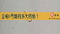 《金袖5号能钓多大的鱼？》封面图