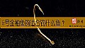 5号金袖鱼钩适合钓什么鱼?