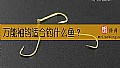 《万能袖钩适合钓什么鱼？》封面图