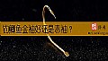 《钓鲫鱼金袖好还是赤袖?》封面图