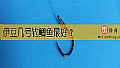 《伊豆几号钓鲫鱼最好？》封面图