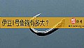 《伊豆1号鱼钩有多大？》封面图