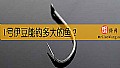 1号伊豆能钓多大的鱼？