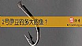《2号伊豆钓多大的鱼?》封面图