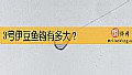 3号伊豆鱼钩有多大?