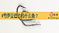 《4号伊豆适合钓什么鱼？》封面图