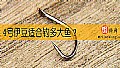《4号伊豆适合钓多大鱼？》封面图