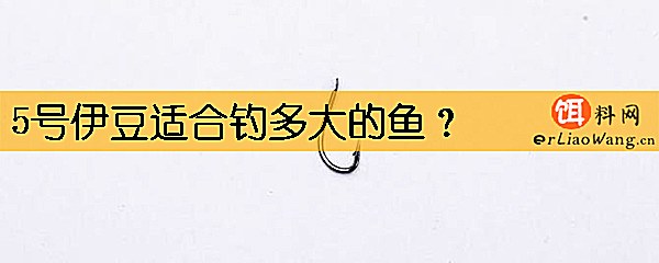 5号伊豆适合钓多大的鱼