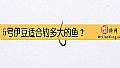《5号伊豆适合钓多大的鱼?》封面图