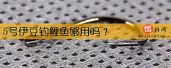 5号伊豆钓鲤鱼够用吗