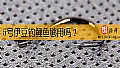 《5号伊豆钓鲤鱼够用吗?》封面图
