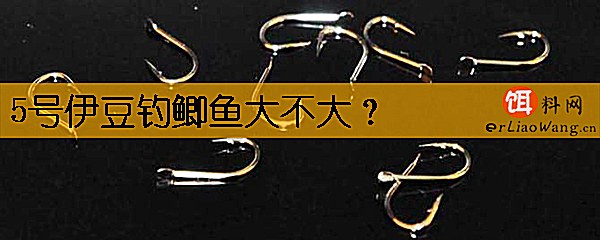 5号伊豆钓鲫鱼大不大