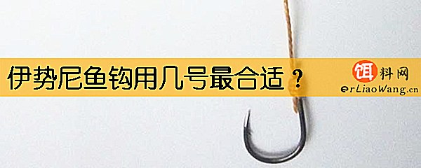 伊势尼鱼钩用几号最合适