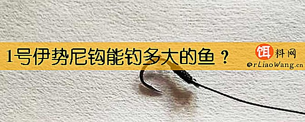 1号伊势尼钩能钓多大的鱼