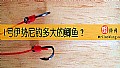 1号伊势尼钓多大的鲫鱼?