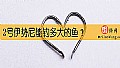 2号伊势尼能钓多大的鱼?