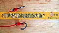 4号伊势尼鱼钩能钓多大鱼?