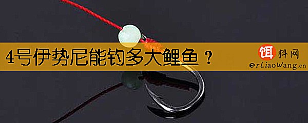 4号伊势尼能钓多大鲤鱼