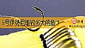 《5号伊势尼能钓多大的鱼?》封面图
