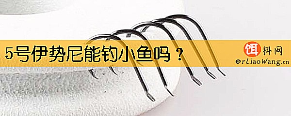 5号伊势尼能钓小鱼吗