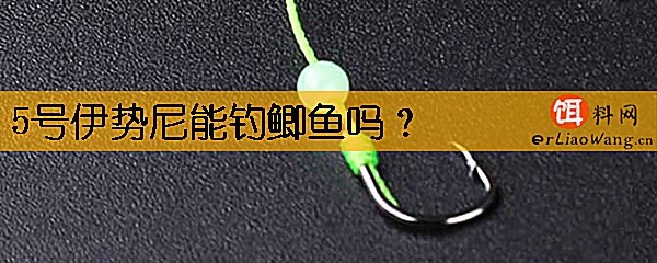 5号伊势尼能钓鲫鱼吗