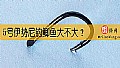 《5号伊势尼钓鲫鱼大不大？》封面图