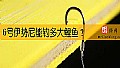 《6号伊势尼能钓多大鲤鱼？》封面图