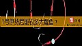 7号伊势尼能钓多大鲤鱼？