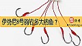 伊势尼8号钩钓多大的鱼？