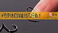 《8号伊势尼钩能钓几斤鱼?》封面图