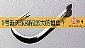 3号新关东钩钓多大的鲤鱼？