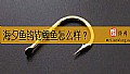 《海夕鱼钩钓鲤鱼怎么样？》封面图